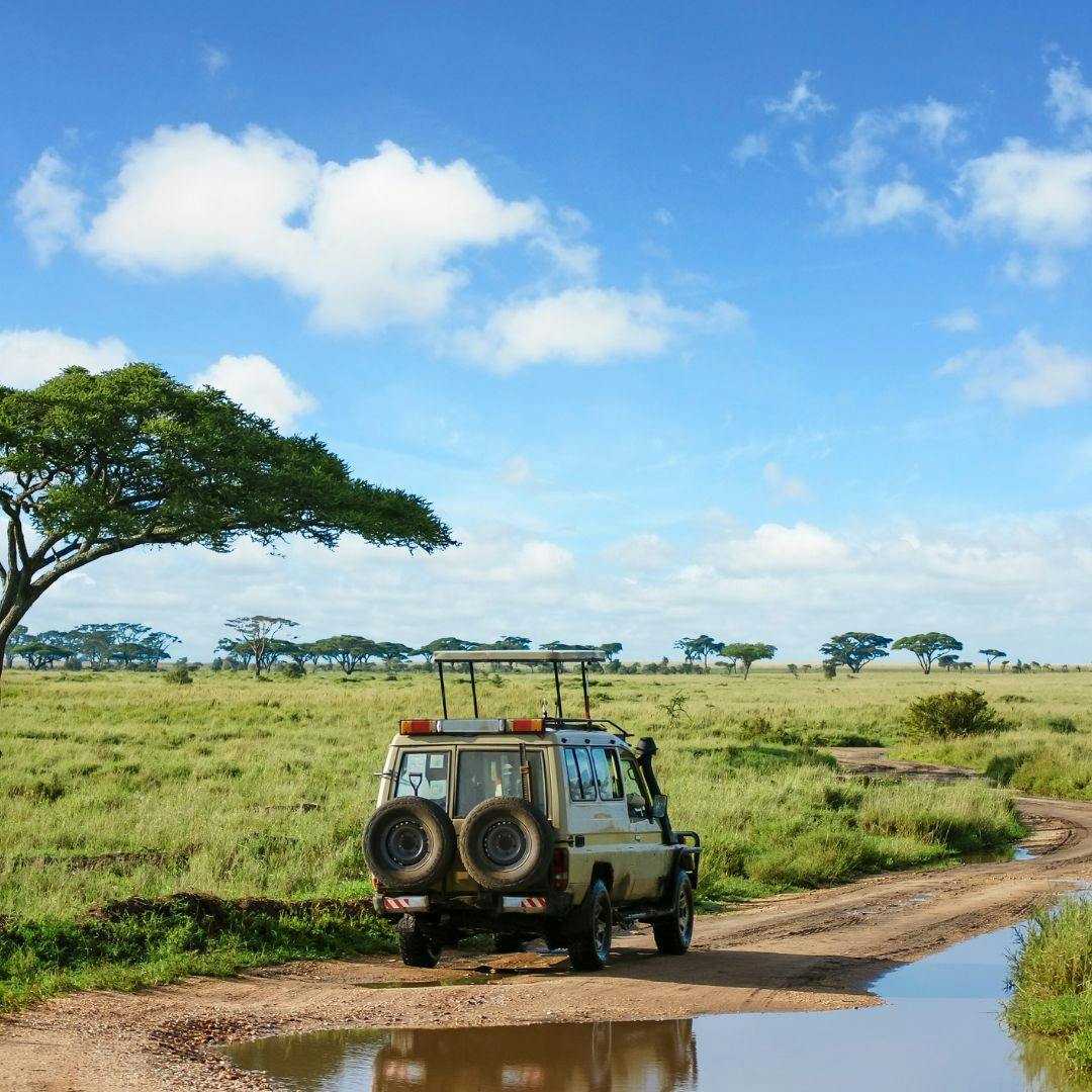 Safaris Photo